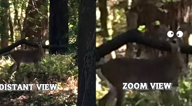 Rare Googly-Eyed Species of Deer in Central Arkansas