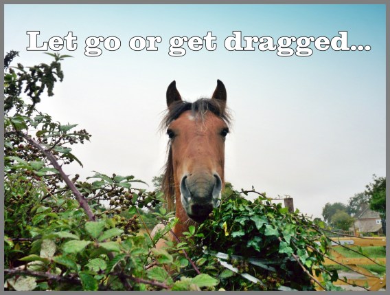Horse Picture In A Field