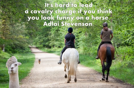 funny on a horse