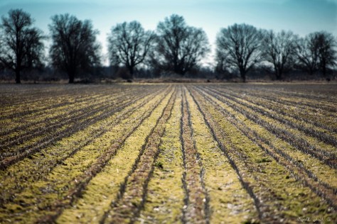 06TrueDeltaLinesRDoyle