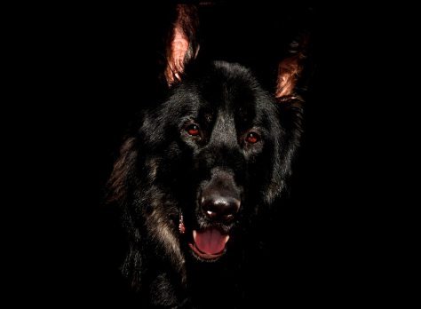 animal-black-canine-56034
