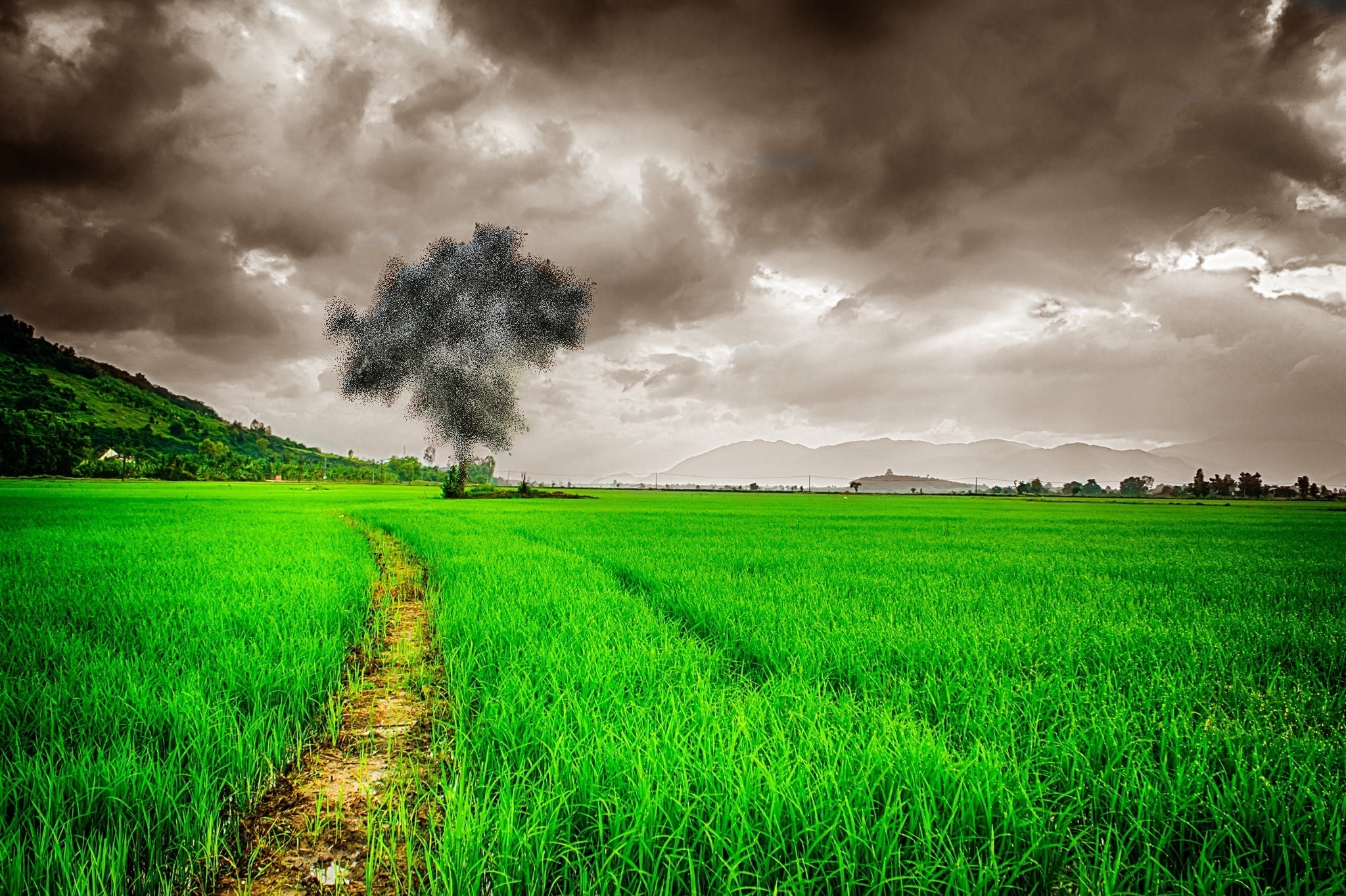 clouds-cloudy-countryside-236047 particulated tree