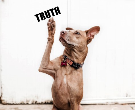 camylla-battani-784361-unsplash