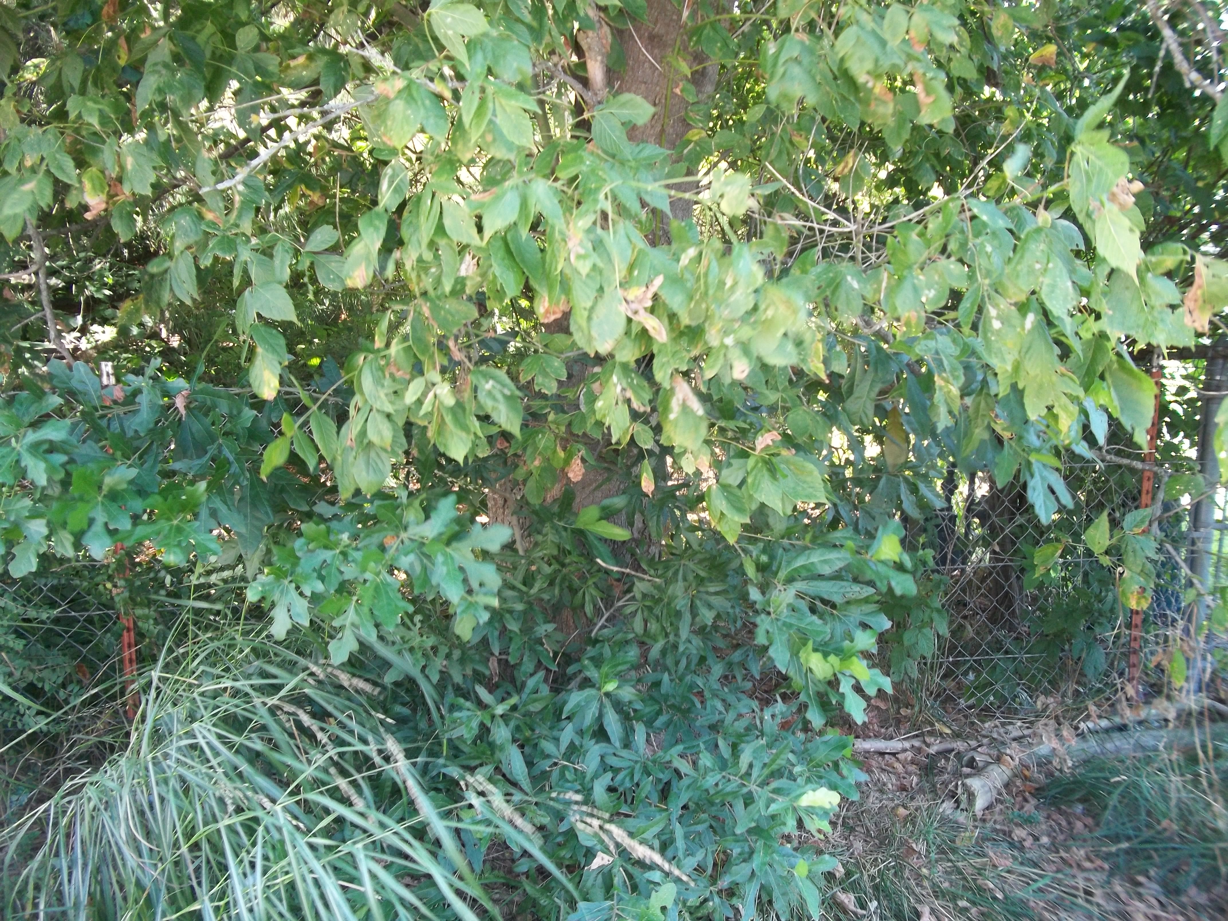 08112015 3497 vanleer (40)